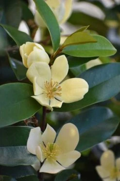 Serendipity Banana Shrub (Magnolia Figo) - 5 Gallon Pot -Garden Plants shop magnolia serendipity banana shrub 5