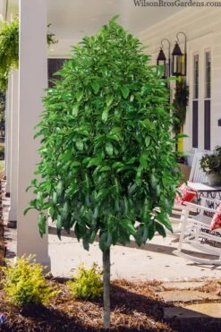 Stellar Ruby Magnolia Single Trunk Tree (Banana Shrub Hybrid) - 7 Gallon Pot (4-5') -Garden Plants shop magnolia stellar ruby single trunk tree form 1