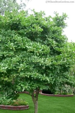 Centennial Star Magnolia - 1 Gallon Pot -Garden Plants shop magnolia stellata 1 5