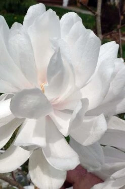 Wildcat Star Magnolia Tree - 3 Gallon Pot -Garden Plants shop magnolia x loebneri wildcat star magnolia 1