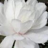 Wildcat Star Magnolia Tree - 3 Gallon Pot
