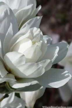 Wildcat Star Magnolia Tree - 3 Gallon Pot -Garden Plants shop magnolia x loebneri wildcat star magnolia 6