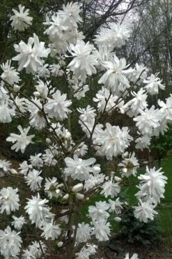 Wildcat Star Magnolia Tree - 3 Gallon Pot -Garden Plants shop magnolia x loebneri wildcat star magnolia 8