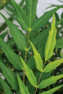 Funky Flow Mahonia - 3 Gallon Pot 4 Funky Flow Mahonia - 3 Gallon Pot -Garden Plants shop mahonia funky flow 1