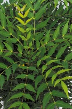 Funky Flow Mahonia - 3 Gallon Pot 3 Funky Flow Mahonia - 3 Gallon Pot -Garden Plants shop mahonia funky flow 2