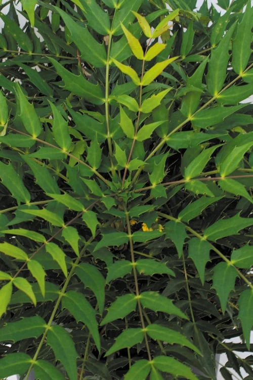 Funky Flow Mahonia - 3 Gallon Pot Funky Flow Mahonia - 3 Gallon Pot -Garden Plants shop mahonia funky flow 500x750 1