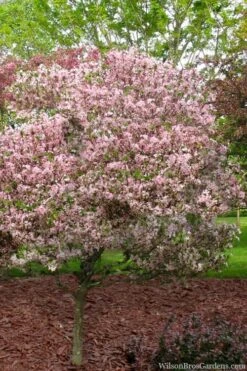 Southern Crabapple (Malus Angustifolia) - 1 Gallon Pot -Garden Plants shop malus angustifolia southern crabapple tree 8