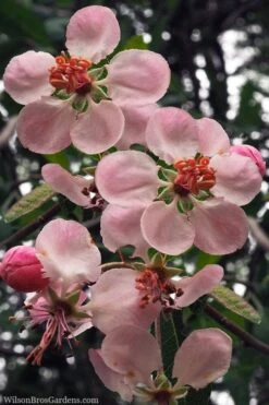 Southern Crabapple (Malus Angustifolia) - 3 Gallon Pot -Garden Plants shop malus angustifolia southern crabapple tree flowers 2 1