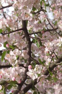 Southern Crabapple (Malus Angustifolia) - 3 Gallon Pot -Garden Plants shop malus angustifolia southern crabapple tree flowers 4 1