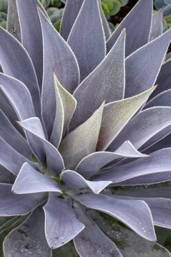 Lavender Lady Mangave - 1 Gallon Pot 3 Lavender Lady Mangave - 1 Gallon Pot -Garden Plants shop mangave lavender lady 1