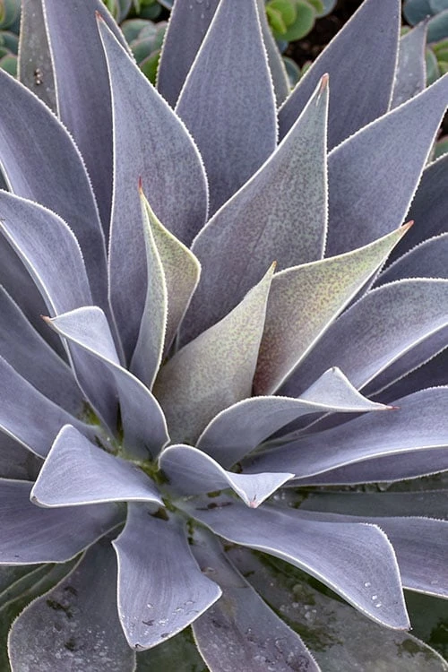 Lavender Lady Mangave - 1 Gallon Pot Lavender Lady Mangave - 1 Gallon Pot -Garden Plants shop mangave lavender lady 1