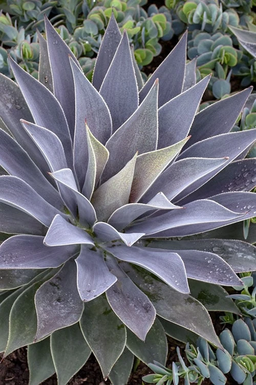 Lavender Lady Mangave - 1 Gallon Pot Lavender Lady Mangave - 1 Gallon Pot -Garden Plants shop mangave lavender lady 2