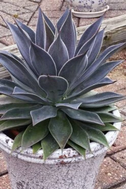 Lavender Lady Mangave - 1 Gallon Pot 4 Lavender Lady Mangave - 1 Gallon Pot -Garden Plants shop mangave lavender lady 3