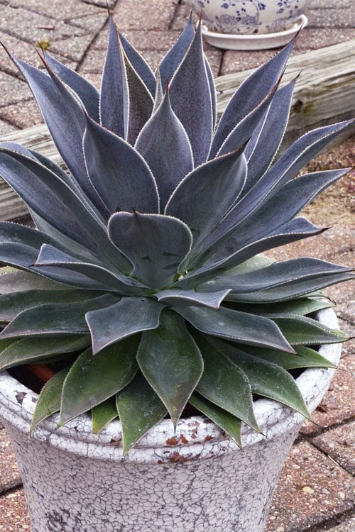 Lavender Lady Mangave - 1 Gallon Pot Lavender Lady Mangave - 1 Gallon Pot -Garden Plants shop mangave lavender lady 3