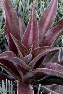 Mission To Mars Mangave - 1 Gallon Pot -Garden Plants shop mangave mission to mars 2