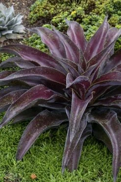 Mission To Mars Mangave - 1 Gallon Pot -Garden Plants shop mangave mission to mars 5