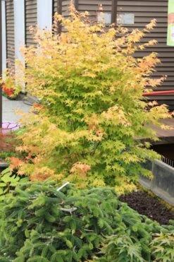 Bihou Yellow Bark Japanese Maple - 1 Gallon Pot -Garden Plants shop maple japanese bihou 2 500x750 2