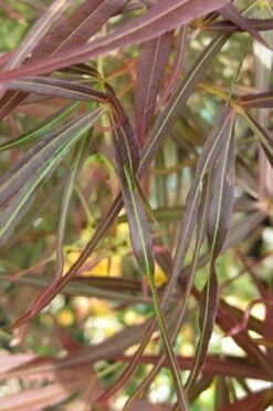 Ribbon Leaf Japanese Maple (Acer Palmatum 'Atrolineare') - 3 Gallon Pot -Garden Plants shop maple japanese filifera purpurea 2 500x750 1