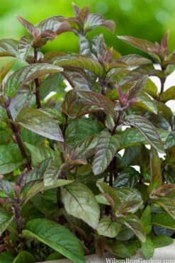 Chocolate Mint Plant - 4 Pack Of Quart Pots