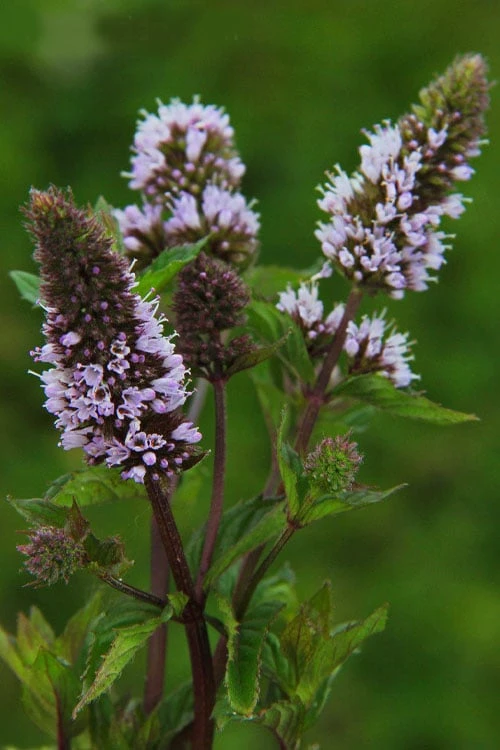 Chocolate Mint Plant - 4 Pack of Quart Pots Chocolate Mint Plant - 4 Pack Of Quart Pots -Garden Plants shop mentha piperita chocolate mint 3