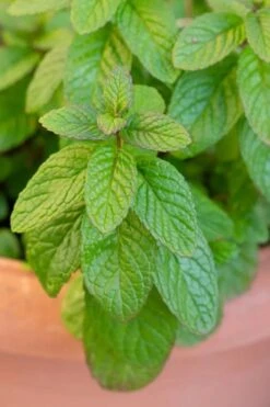 The Best Spearmint (Mentha Spicata 'Mint The Best)) - 6 Pack Of Pint Pots -Garden Plants shop mentha spicata mint the best spearmint 1