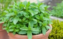 The Best Spearmint (Mentha Spicata 'Mint The Best)) - 6 Pack Of Pint Pots -Garden Plants shop mentha spicata mint the best spearmint 2