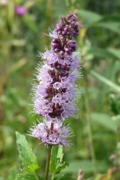 The Best Spearmint (Mentha Spicata 'Mint The Best)) - 6 Pack Of Pint Pots -Garden Plants shop mentha spicata mint the best spearmint 4