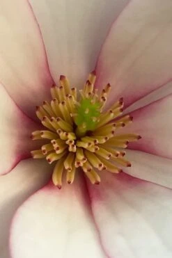 Fairy Blush Magnolia - 3 Gallon Pot -Garden Plants shop michelia yunnanensis hybrid fairy blush magnolia 2