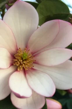 Fairy Blush Magnolia - 3 Gallon Pot