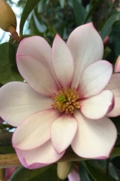 Fairy Blush Magnolia - 3 Gallon Pot -Garden Plants shop michelia yunnanensis hybrid fairy blush magnolia 4