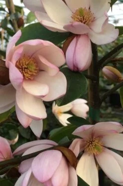 Fairy Blush Magnolia - 3 Gallon Pot -Garden Plants shop michelia yunnanensis hybrid fairy blush magnolia 6