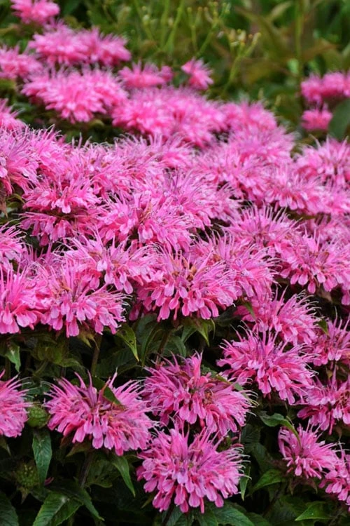 Bubblegum Blast Bee Balm (Monarda) - 1 Gallon Pot Bubblegum Blast Bee Balm (Monarda) - 1 Gallon Pot -Garden Plants shop monarda bubblegum blast pink bee balm 1
