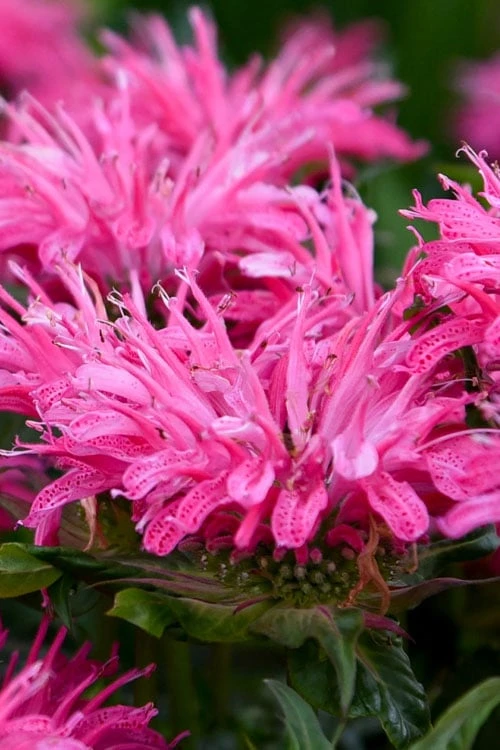Bubblegum Blast Bee Balm (Monarda) - 1 Gallon Pot Bubblegum Blast Bee Balm (Monarda) - 1 Gallon Pot -Garden Plants shop monarda bubblegum blast pink bee balm 2
