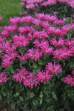 Electric Neon Pink Bee Balm (Monarda) - 1 Gallon Pot -Garden Plants shop monarda electric neon pink bee balm 1