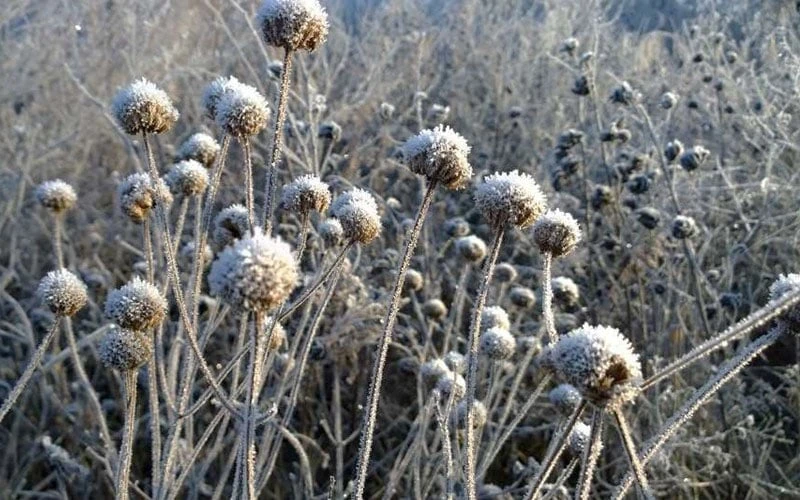 Wild Bergamot Bee Balm (Monarda fistulosa) - 5 Pack of Quart Pots Wild Bergamot Bee Balm (Monarda Fistulosa) - 5 Pack Of Quart Pots -Garden Plants shop monarda fistulosa wild bergamont bee balm 15 1