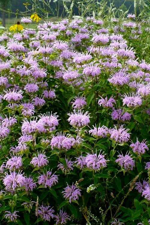 Wild Bergamot Bee Balm (Monarda fistulosa) - 5 Pack of Quart Pots Wild Bergamot Bee Balm (Monarda Fistulosa) - 5 Pack Of Quart Pots -Garden Plants shop monarda fistulosa wild bergamont bee balm 16 1