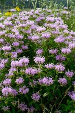 Wild Bergamot Bee Balm (Monarda Fistulosa) - 1 Gallon Pot 3 Wild Bergamot Bee Balm (Monarda Fistulosa) - 1 Gallon Pot -Garden Plants shop monarda fistulosa wild bergamont bee balm 16