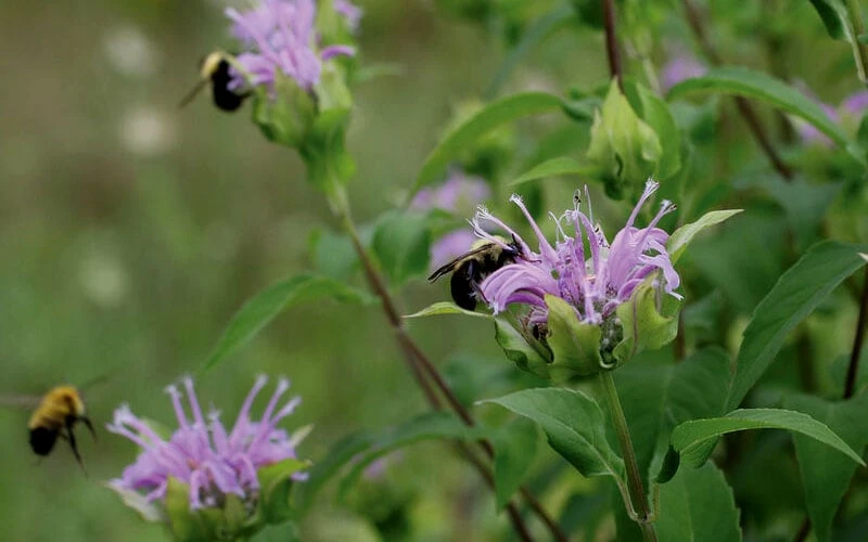 Wild Bergamot Bee Balm (Monarda fistulosa) - 5 Pack of Quart Pots Wild Bergamot Bee Balm (Monarda Fistulosa) - 5 Pack Of Quart Pots -Garden Plants shop monarda fistulosa wild bergamont bee balm 17 1