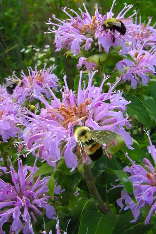 Wild Bergamot Bee Balm (Monarda fistulosa) - 5 Pack of Quart Pots Wild Bergamot Bee Balm (Monarda Fistulosa) - 5 Pack Of Quart Pots -Garden Plants shop monarda fistulosa wild bergamont bee balm 18 1