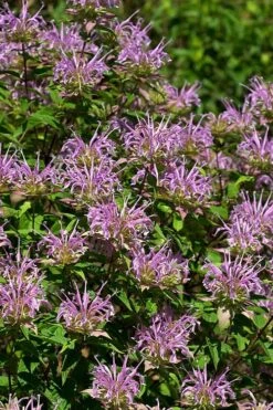 Wild Bergamot Bee Balm (Monarda Fistulosa) - 5 Pack Of Quart Pots 7 Wild Bergamot Bee Balm (Monarda Fistulosa) - 5 Pack Of Quart Pots -Garden Plants shop monarda fistulosa wild bergamont bee balm 5 1
