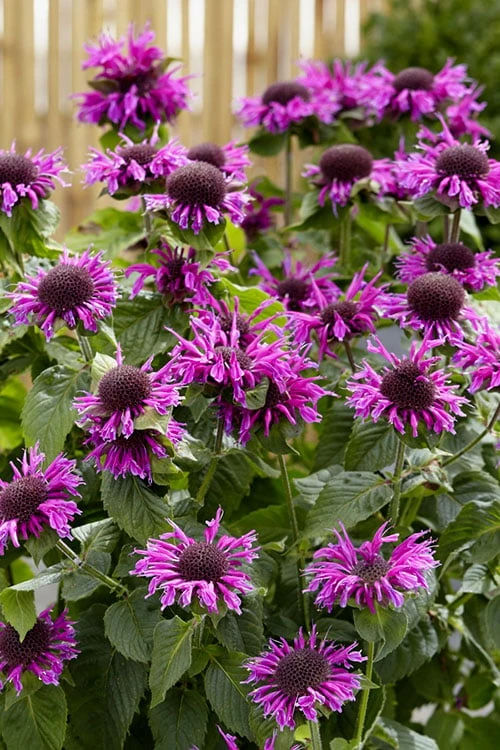 Bee-You Bee Free Bee Balm (Monarda) - 1 Gallon Pot Bee-You Bee Free Bee Balm (Monarda) - 1 Gallon Pot -Garden Plants shop monarda hybrid bee free bee balm 1