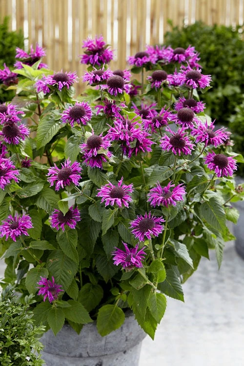 Bee-You Bee Free Bee Balm (Monarda) - 1 Gallon Pot Bee-You Bee Free Bee Balm (Monarda) - 1 Gallon Pot -Garden Plants shop monarda hybrid bee free bee balm 3