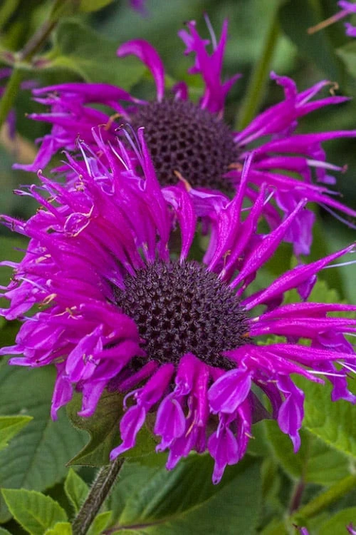 Bee-You Bee Free Bee Balm (Monarda) - 1 Gallon Pot Bee-You Bee Free Bee Balm (Monarda) - 1 Gallon Pot -Garden Plants shop monarda hybrid bee free bee balm 8