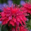 Cherry Pops Bee Balm (Monarda) - 1 Gallon Pot