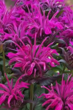 Rockin' Raspberry Bee Balm (Monarda) - 1 Gallon Pot -Garden Plants shop monarda sugar buzz rockin raspberry bee balm 20