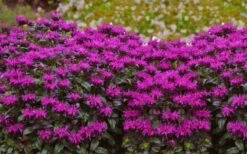 Rockin' Raspberry Bee Balm (Monarda) - 1 Gallon Pot -Garden Plants shop monarda sugar buzz rockin raspberry bee balm 21