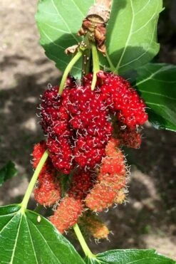 Red Mulberry Tree (Morus Rubra) - 3 Gallon Pot -Garden Plants shop morus rubra red mulberry berries 12