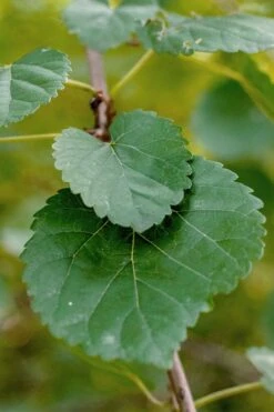 Red Mulberry Tree (Morus Rubra) - 3 Gallon Pot -Garden Plants shop morus rubra red mulberry leaves 1