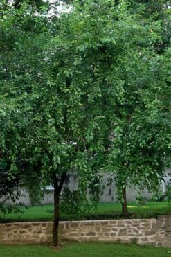 Red Mulberry Tree (Morus Rubra) - 3 Gallon Pot -Garden Plants shop morus rubra red mulberry tree 1
