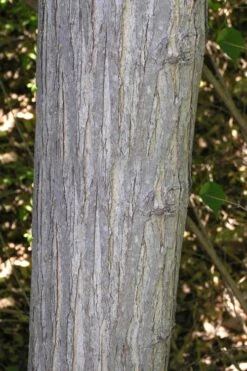 Red Mulberry Tree (Morus Rubra) - 3 Gallon Pot -Garden Plants shop morus rubra red mulberry trunk bark 1